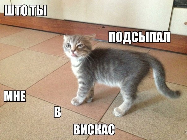 А я тебя и не боюсь.