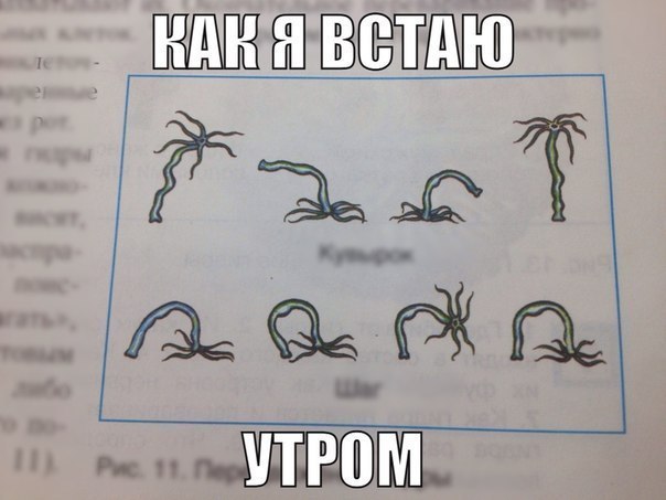 Так я просыпаюсь утром!