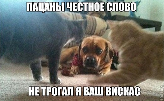 Я не трогал ваш вискас.