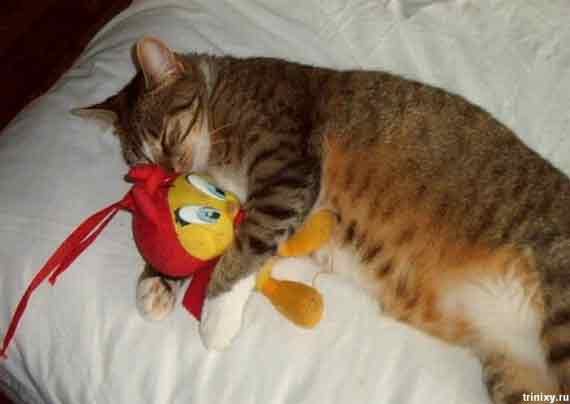 прикольные картинки