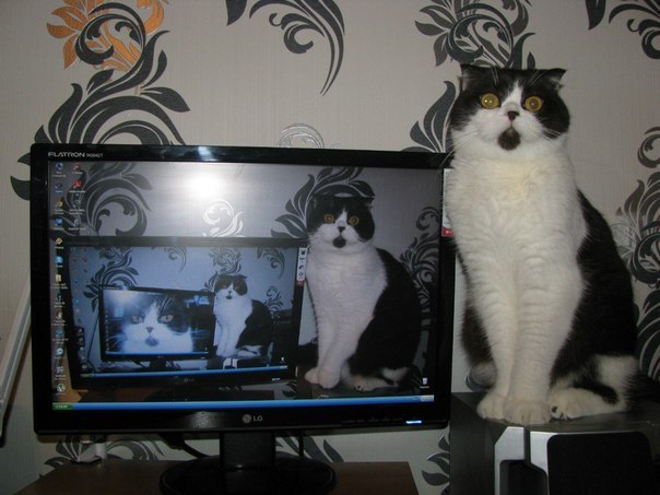 Кошачий коридор