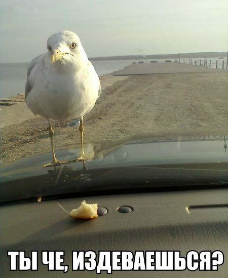 Ты чё, издеваешься?