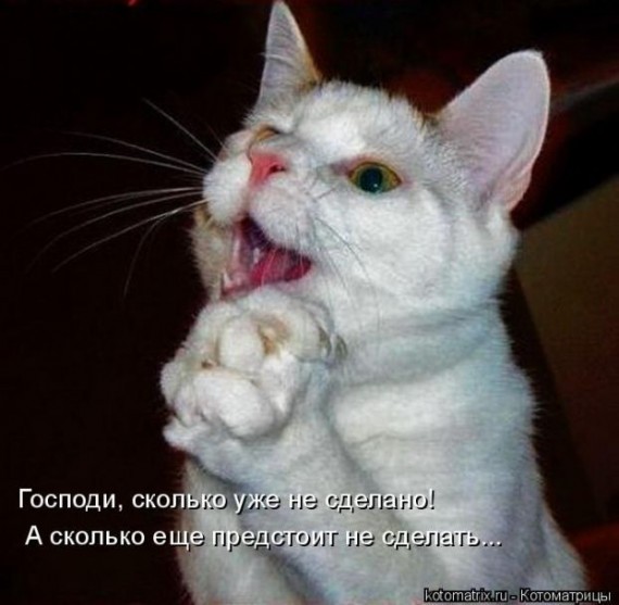 Пошли мне, боже, большую мышку.