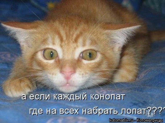 Рыжый, рыжый, конопатый...