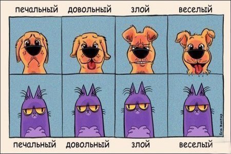 кот какой то урод