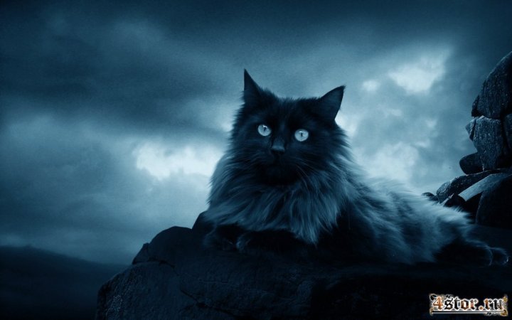 кот-дракон