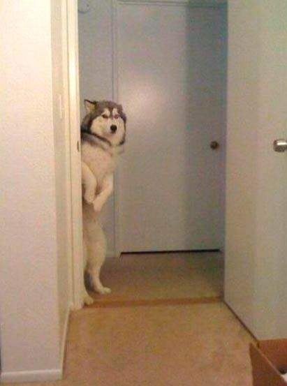 А Шарик дома?