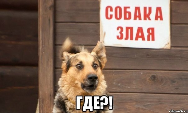 Вот это удивили собаку.