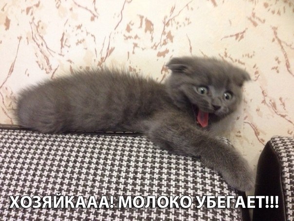 Хозяйкааааа, молоко убегает!!!