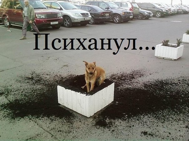 Украли! Мою косточку украли!!!