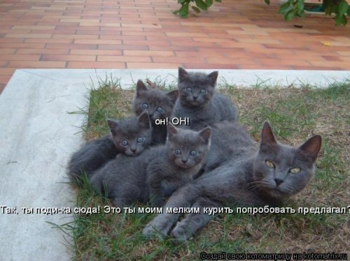 котоподписка