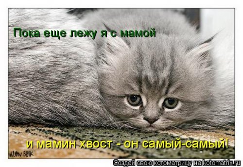 мамин хвост он самый-самый