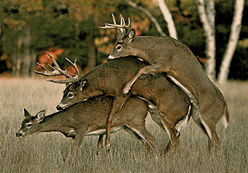 Семейный отдых