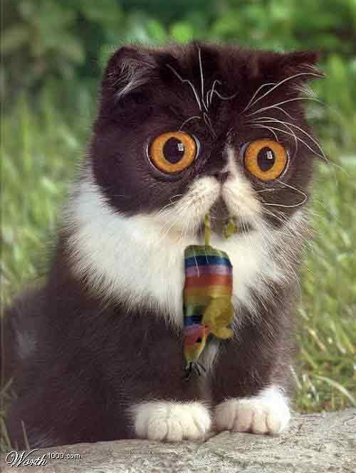 Необычной кошке - необычную мышку!