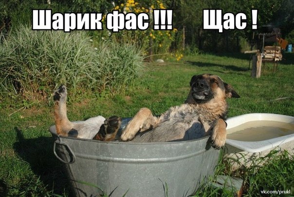 Шарик фас! Щас!