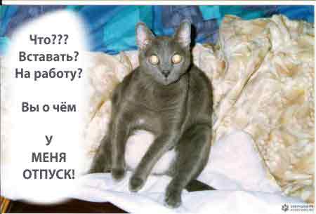 Котэ в шоке