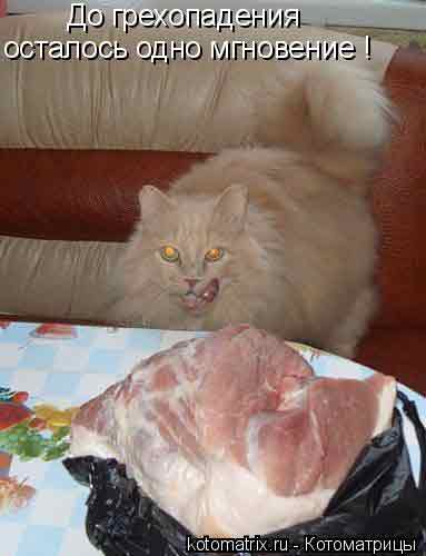 Окорок из предыдущего наглого кота