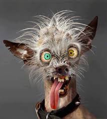 собачий корм двадцати летней настойки !