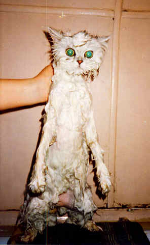 Барсик, как же ты залез в стиралку?