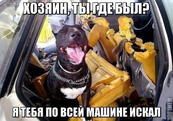 Как пес ищет хозяина