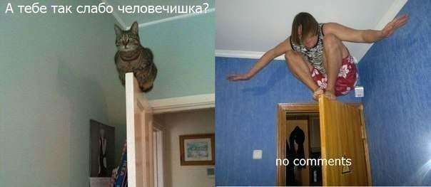 Когда делать нечего кот лижет яйца, а дебил ищет приключения...!!!