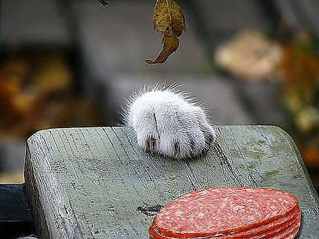 РУКА МОСКВЫ. Заставка для передачи CNN про Россию.