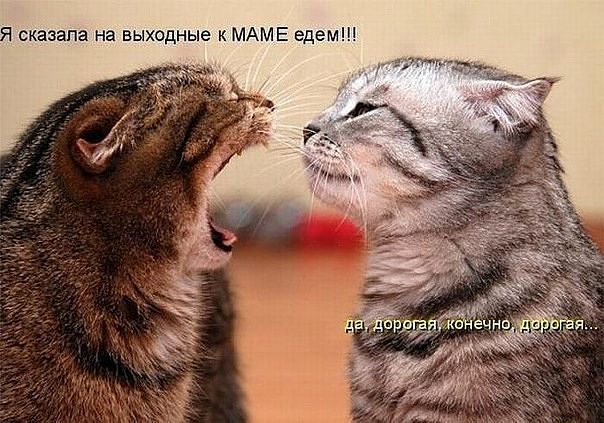 Где был всю ночь, мерзавец!!!