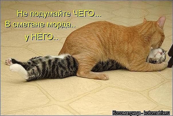 Не дергайся, я тоже сметаны хочу