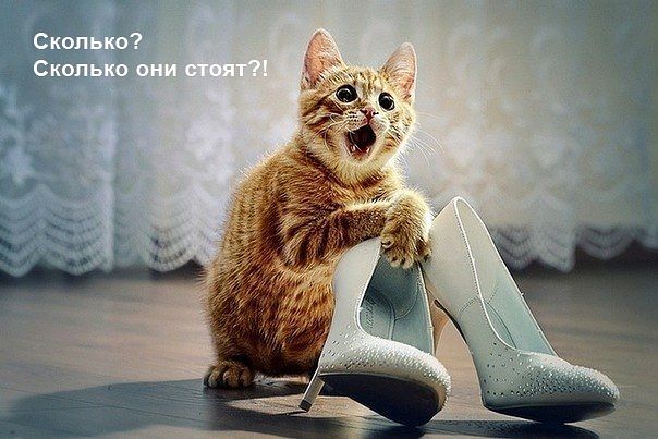 Мои унитазы!