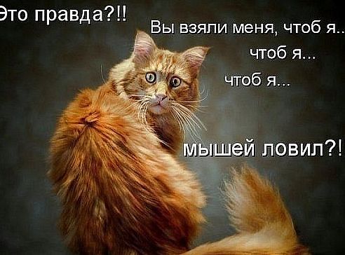 И тут Тимофей прозрел...