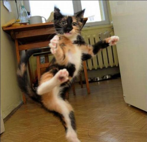 По-мому, это кошка