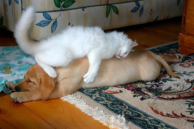 Устала, умаялась наша семейка..