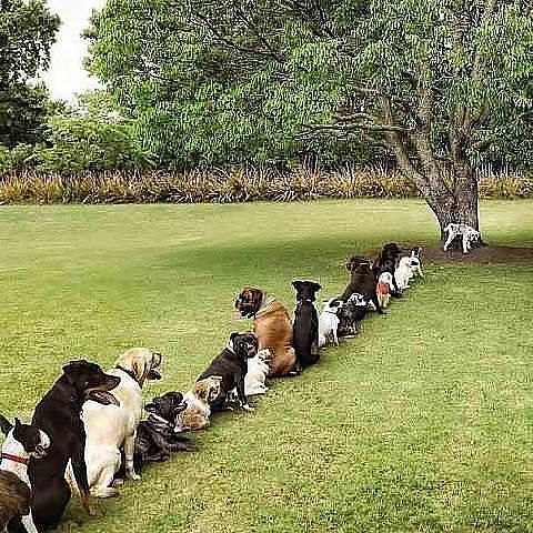 А что делать? - Дефицит деревьев.