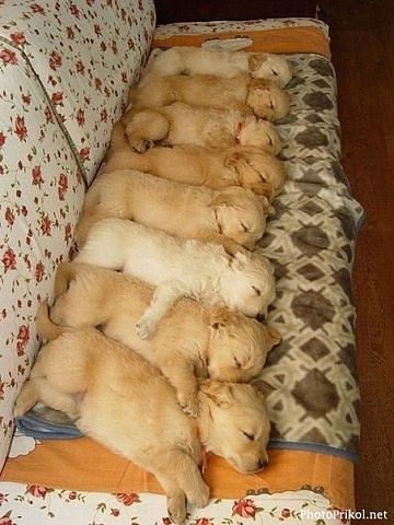 Мордочки в ряд.