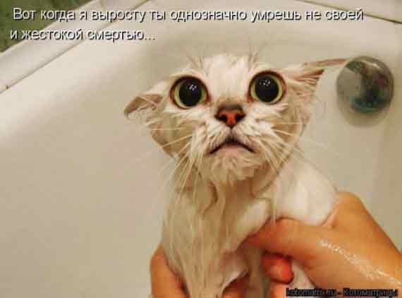 Страшнее кошки зверя нет...!!!
