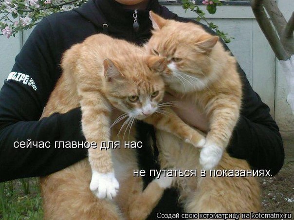 Кажись мы с тобой, Васька, попались.