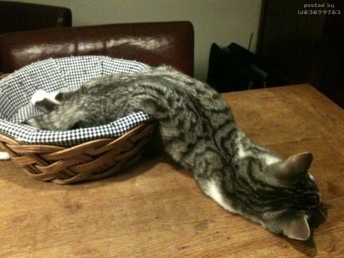 кошка-змей))