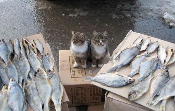 Приготовься, сейчас они отвернуться. Тебе - все что слева, мне - то что справа. Внимание!