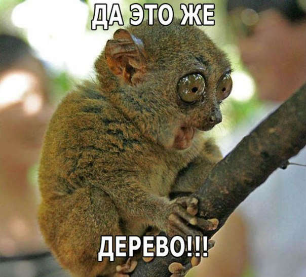 не повериш дерево встретил