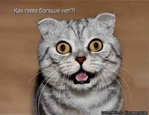 хозяйка,ни xpена себе ты прическу сделала!!!