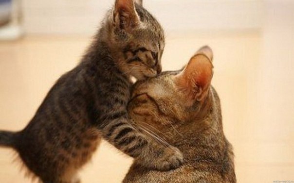 Люблю тебя!