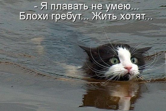 блохи жить хотят