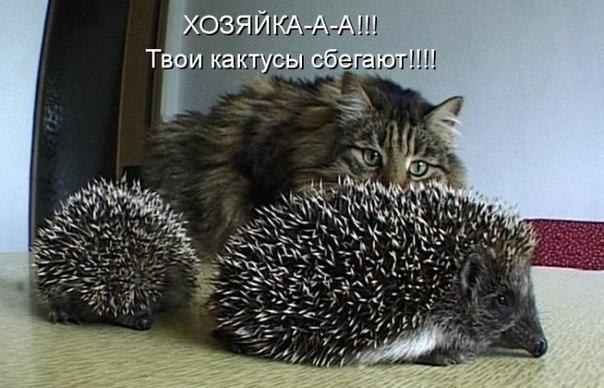 кактусы ожывают