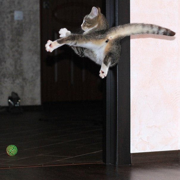 Низко пошёл, видать к дождю...