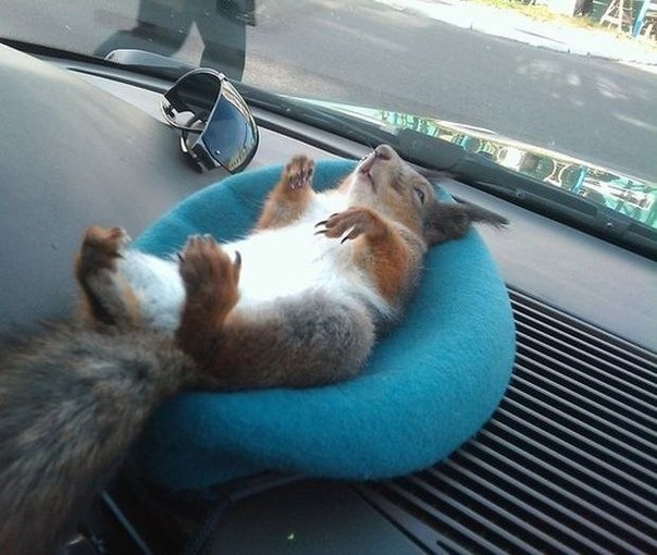 зверь, ты с парашютом прыгал? - неа, а ты без парашюта пробовал?))