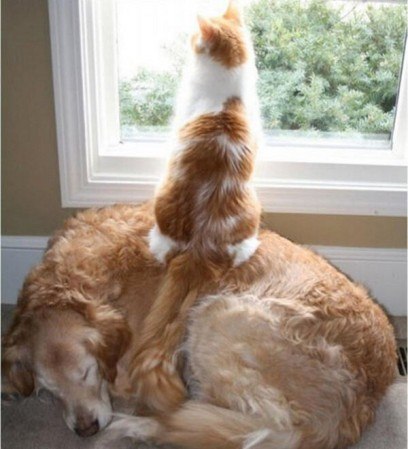 Рыжие друзья