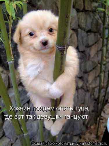 Бамбуковый пёс.