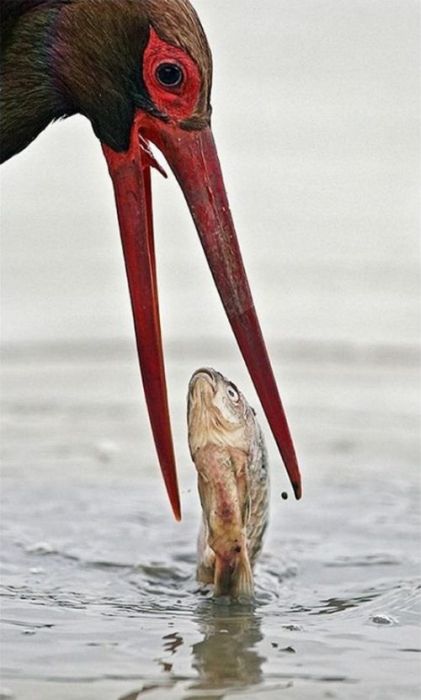 Не ешь меня, я костлявая.