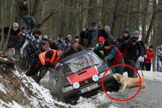 Четыре таксиста и собака