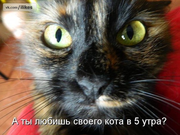 Вопрос кота застал меня врасплох.